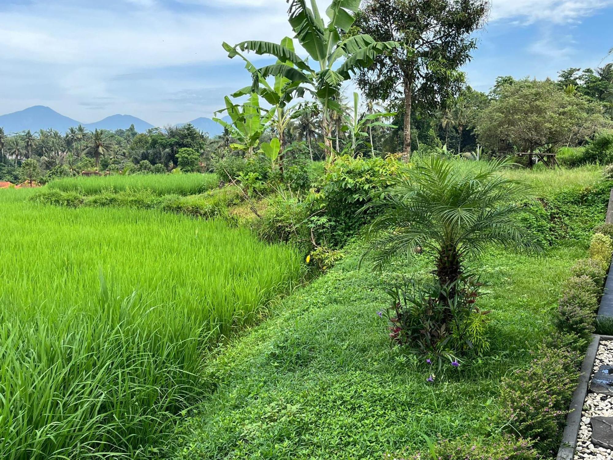 Maple Ridge Ubud Villas מראה חיצוני תמונה