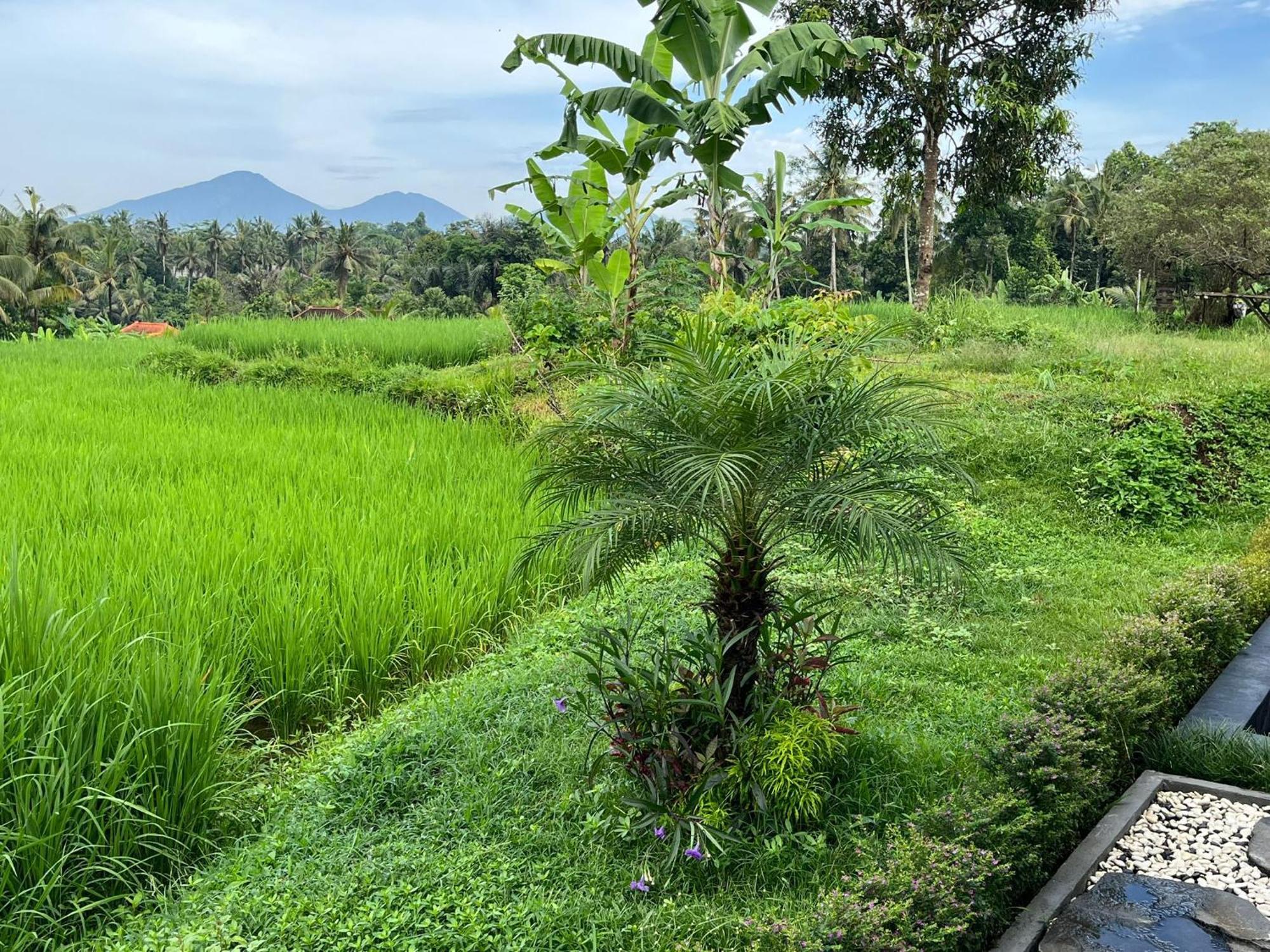 Maple Ridge Ubud Villas מראה חיצוני תמונה